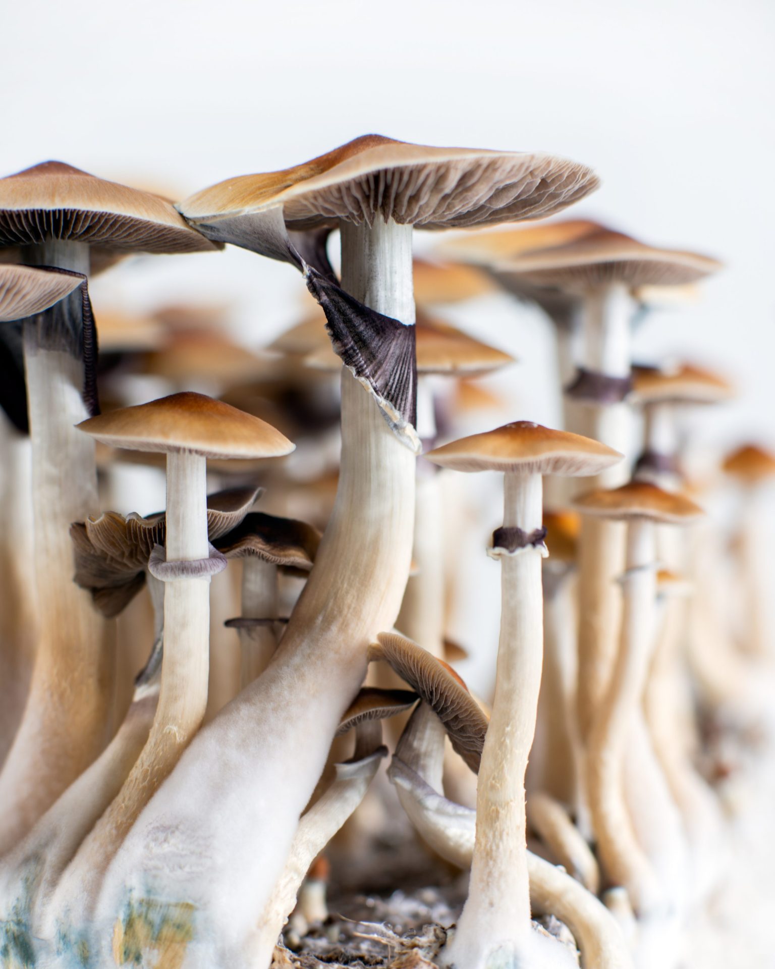 Lancaster Psychedelic Community Meet Up | Lancaster, PA | Hempfield Apothetique