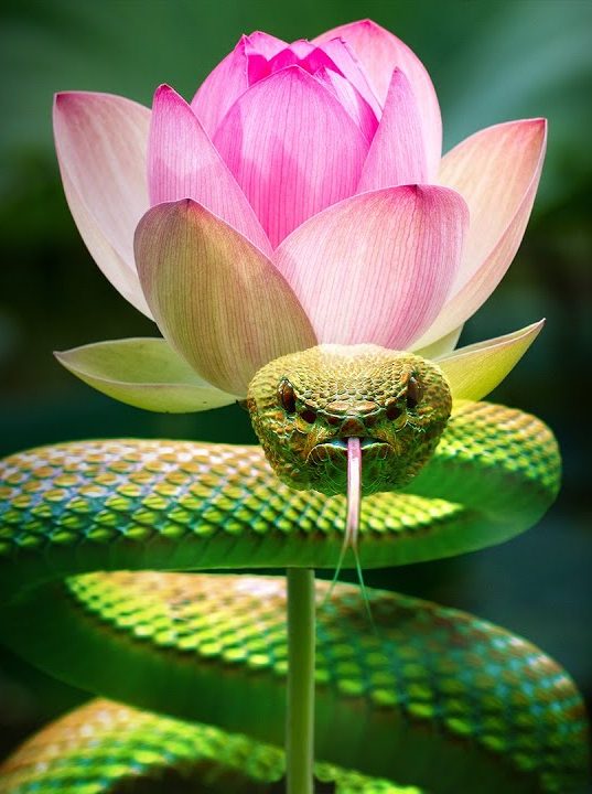 FREE Movie Night | Lancaster, PA | Inner Worlds, Outer Worlds - Part 3 - The Serpent and the Lotus | Hempfield Apothetique